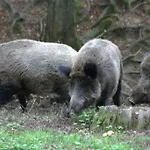 Het Roodborstje *