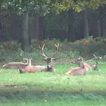 Het Roodborstje