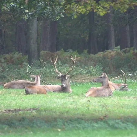 Het Roodborstje