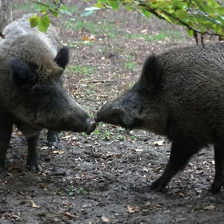 Het Roodborstje Dom wakacyjny