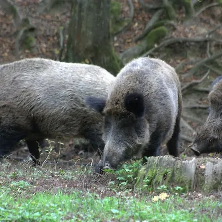 Het Roodborstje *