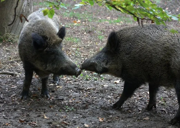 Het Roodborstje Dom wakacyjny